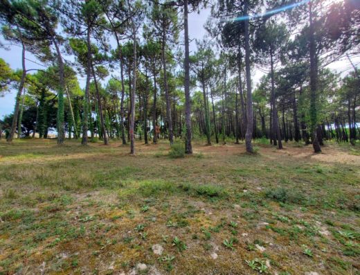 Forêt domaniale de Quiberon – Plouharnel